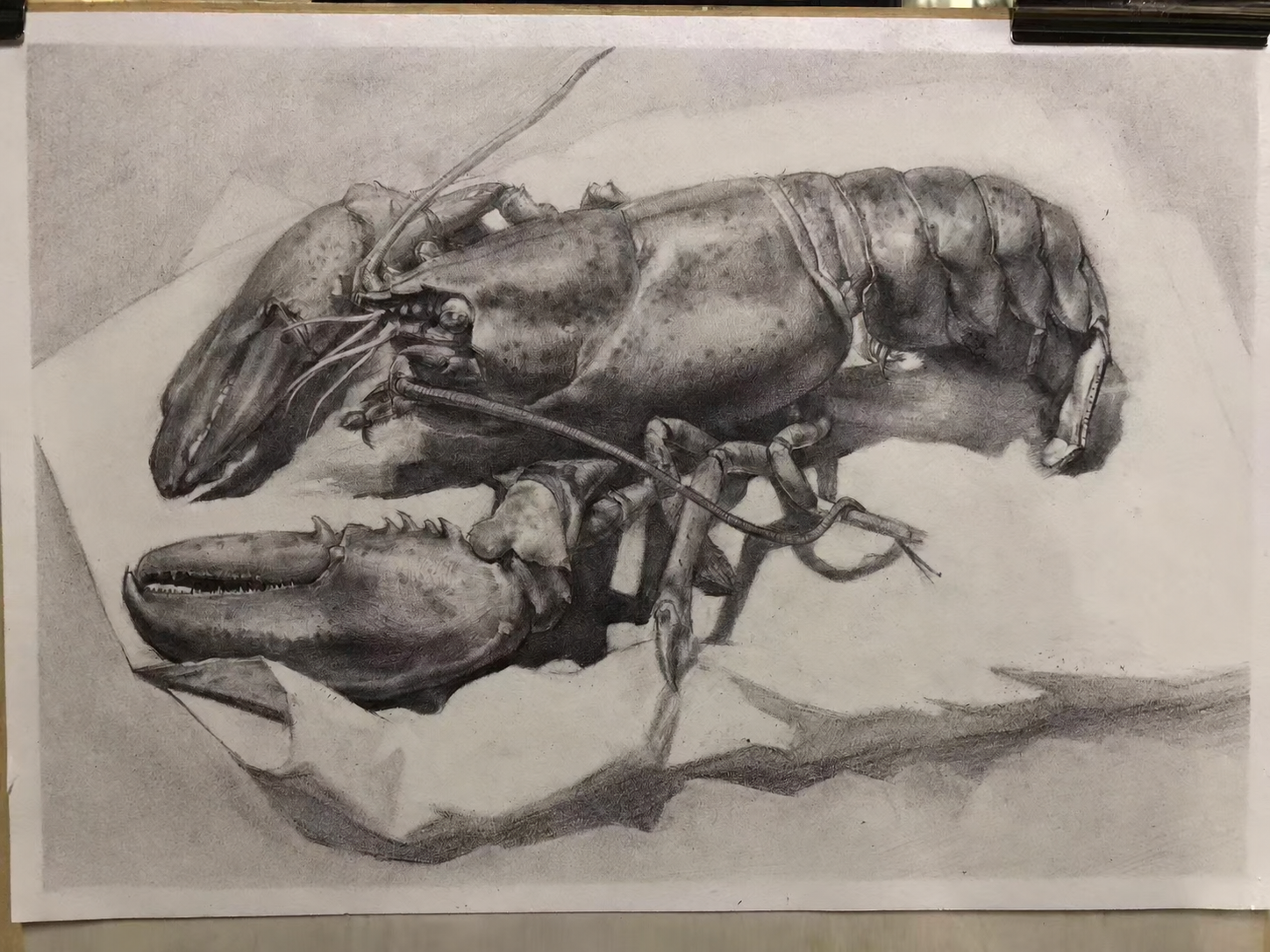 小龙虾素描